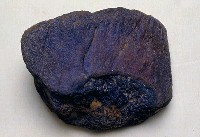 藏品(鯨骨)的圖片